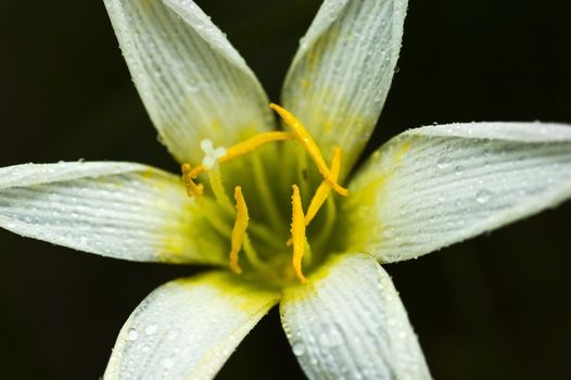 flower with natural background