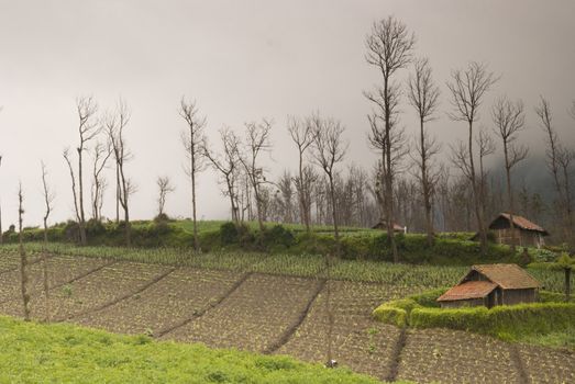 foggy farmland in java