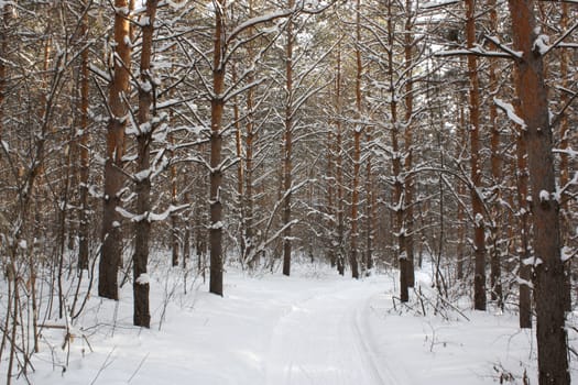 In winter forest