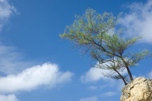 bonzai tree with blue sky 