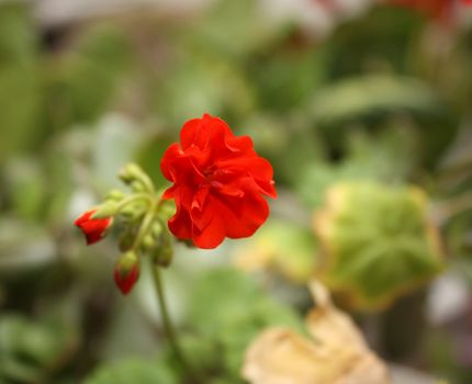 Blossom geranium. Shallow DOF.