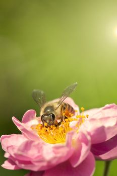 Close up bee collecting honey on pink flower 