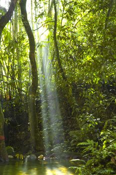 green forest with ray of lights