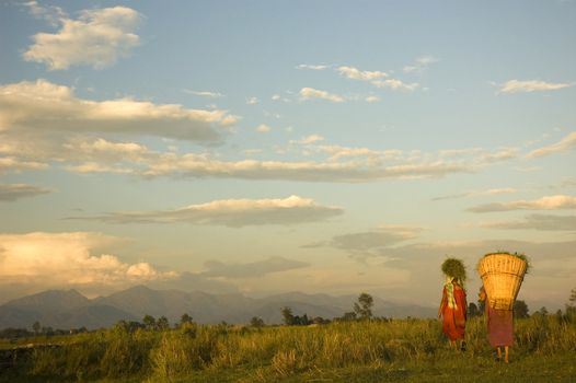 traditional farmer back from harvest