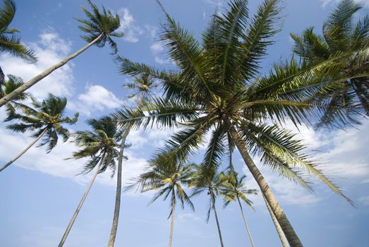 beach with coconut trees