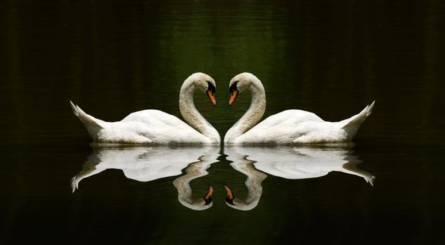 swan love reflection over a beautiful lake
