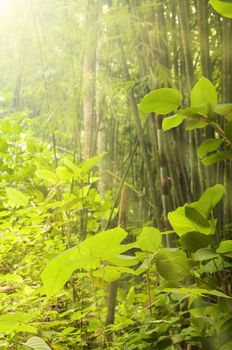 natural green forest with ray of lights and a lot of plants