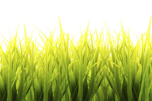 fresh spring green grass isolated on white background
