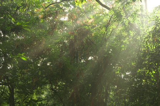 green forest with ray of lights