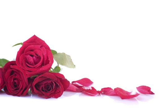 close up shot of roses flower and petal with white isolated background 