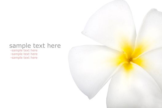 frangipani with isolated white background and copyspace