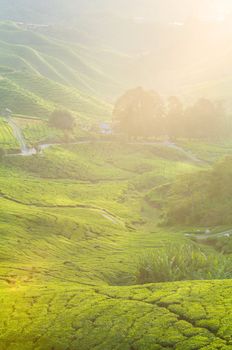 tea plantation cameron highlands early in morning