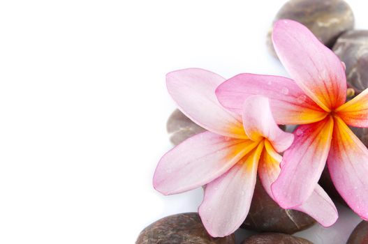 frangipani close up and stack on rocks