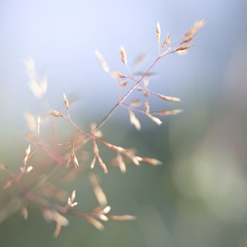 Single red straw in a garden of grass and flowers