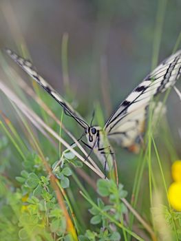 Close-up of a Swallowtail butterfly in the meadow