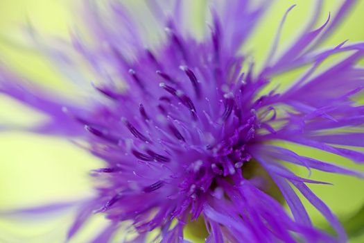 Clolse up of a Brown ray knapweed