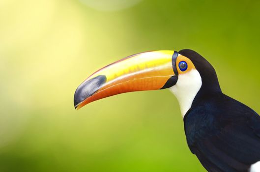 toucan bird