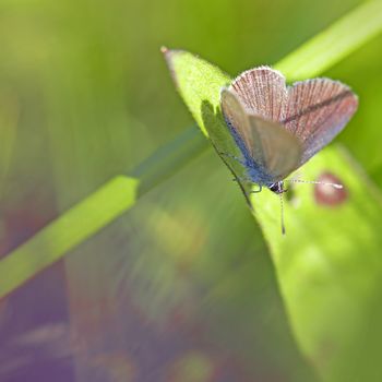 Common blue butterfly on a brown ray knapweed