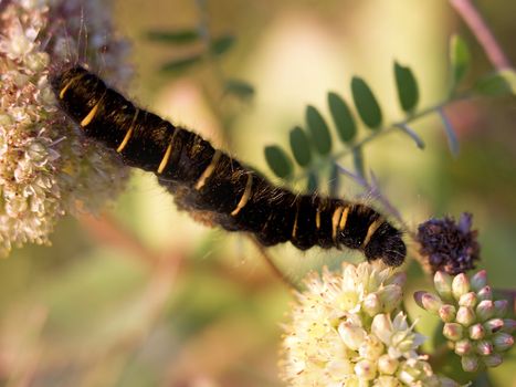 Fox Moth larvae crawling between Norwegian angelicas