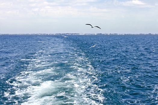 Waves astern a boat which moves away from the shore. Seagulls are flying follow