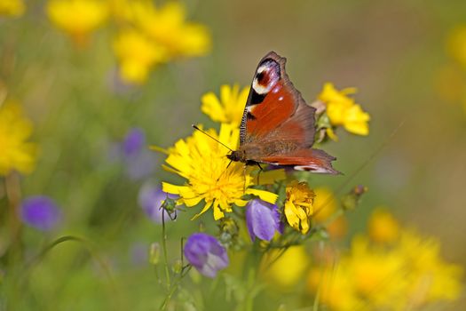 Close-up of a European peacock butterfly on a dandelion