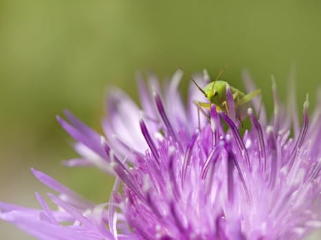 Close-up of Bush-Cricket on Brown Ray Knapweed