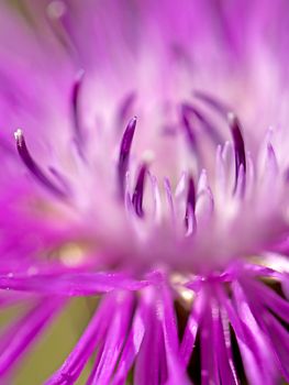 Clolse up of a Brown ray knapweed