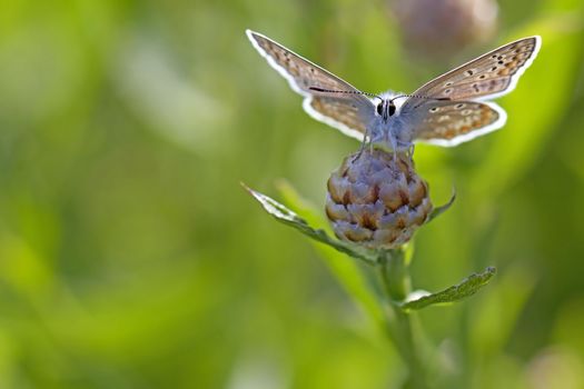 Common blue butterfly on a brown ray knapweed