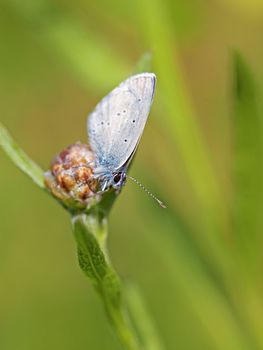 Common blue butterfly on a brown ray knapweed