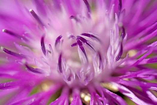 Clolse up of a Brown ray knapweed