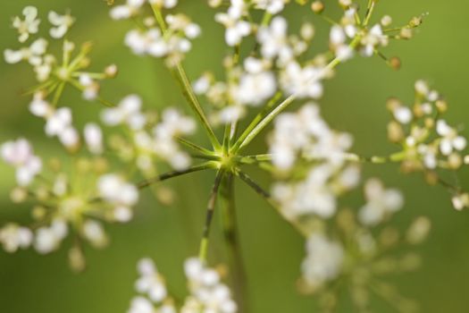 Close-up of a Cow parsley, with shallow focus