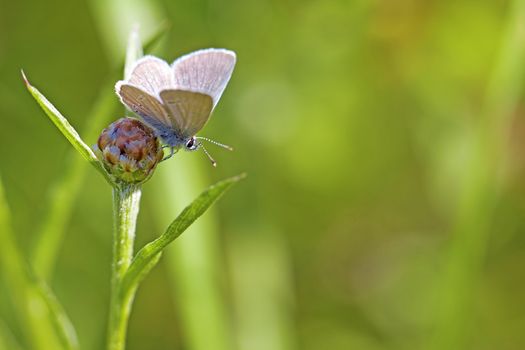 Common blue butterfly on a brown ray knapweed