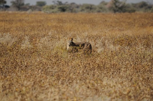 A Cheetah, Acinonyx jubatus in the Etosha National Park, Namibia