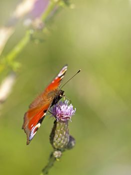 European peacock butterfly on Brown ray knapweed