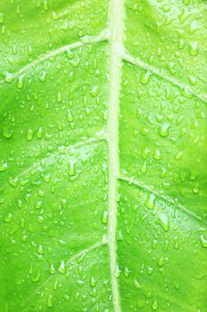 Green leaf texture background with fresh water droplets. Vibrant and textured closeup.