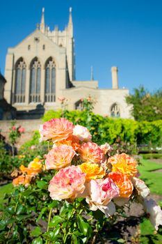 Summer roses in a rose garden in Bury St Edmunds, UK