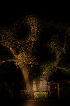 The�Ombalantu baobab tree at Outapi in Namibia, a big, hollow Baobab tree 28 metres (92 ft) tall, 26.5 metres (87 ft) in diameter, and estimated to be 800 years old. Used as a church.