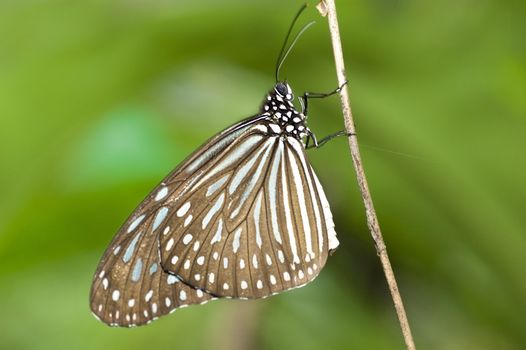 close up photo of a butterfly with natural background