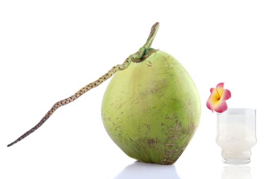 coconut juice with a coconut and isolated white background