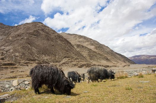 Tibetan landscape with grazing sheep and goats
