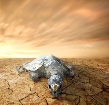 dead turtle,sea pollution 