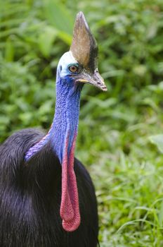 cassowary bird with green background