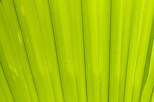 section of a palm leaf for background purpose