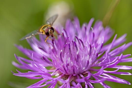 Marmelade Hoverfly on a brown ray knapweed
