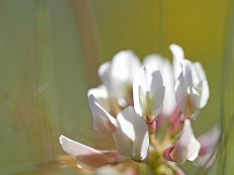 Close-up of a White Clover with blurred background