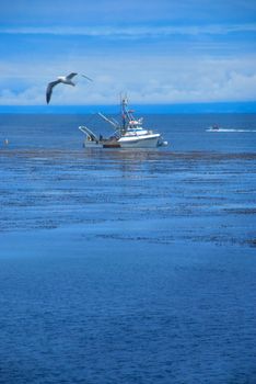 A commercial fishing boat in Monterey Bay California with a Sea Gull flying over it.