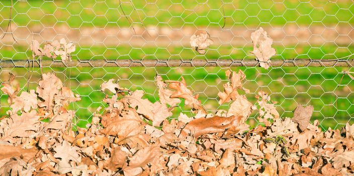 Autumn leaves gathering against a wire fence