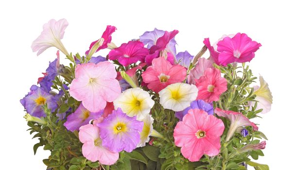 Side view of petunia plants flowering in multiple colors against a white background