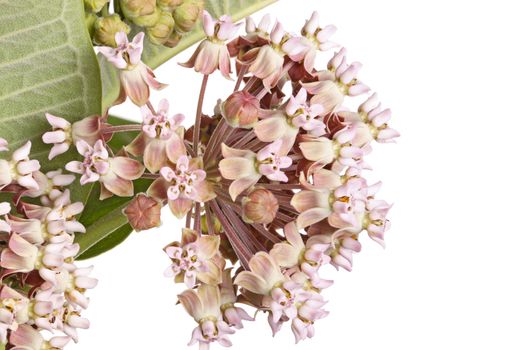 Closeup of a cluster of flowers of common milkweed or butterfly flower (Asclepias syriaca) isolated against a white background