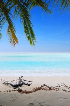 Beautiful tropical beach with white sand and palm in the Maldives